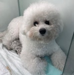 경기 부천 옥길동 퀸즈파크에서 비숑 프리제 발견 보호