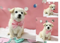 경북 포항시 기북면에서 강아지 발견 보호