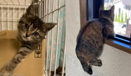 창틀 올라가는 법 반만 배운 냥이..편안한 상체와 힘든 하체