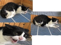 부산 연제 톳고개에서  한국 고양이 발견 보호