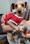 경기 평택 비전1동에서 푸들 발견 보호