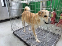 경기 고양 지축동에서 강아지 발견 보호