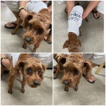 충남 천안시 성환읍 성월길에서 푸들 발견 보호