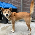 강원 강릉 경포호수에서 강아지 발견 보호