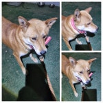 경기 남양주 진접읍에서 강아지 발견 보호