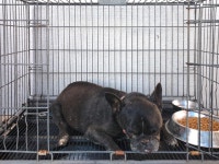 경기 여주 대신 천남리에서 프렌치 불독 발견 보호