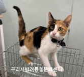 경기 구리 인창동에서 삼색 고양이 발견 보호..방울 달고 있음