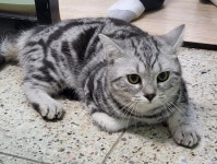 충북 제천 용두천로42길16에서  아메리칸 쇼트헤어 발견 보호