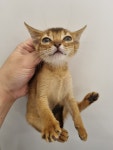 대구 달성 다사읍에서 아비시니안 고양이 발견 보호
