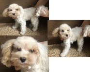 부산 연제 거제대로에서  말티즈 발견 보호