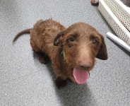 경기 용인 처인구 중부대로에서 강아지 발견 보호