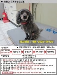 경기 가평 송안아파트에서  푸들 발견 보호