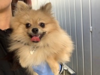 경기 안양 마음든든동물병원에서 포메라니안 발견 보호