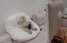 버튼 눌러 자기 의사 표현하는 강아지..채소는 절대 안된다개