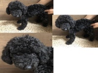 부산 연제 거제시장로에서  푸들 발견 보호