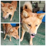 경기 남양주 화도읍에서 강아지 발견 보호