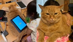 꼬마 집사 위해 아이패드 거치대 자처한 뚱냥이..편하게 하라옹