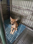 충북 충주 주덕에서 강아지 발견 보호