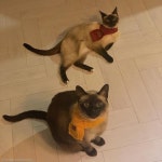 고양이 싫다던 아빠가 개냥이를 만났을 때..TV도 뒷전