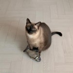 고양이 싫다던 아빠가 개냥이를 만났을 때..TV도 뒷전