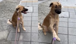 주인이 애견미용실 가려 하자 강아지가 보인 행동..그쪽은 싫개