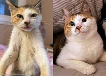 병 걸린 길냥이 데려와 폭풍 확대시킨 천사 집사..짜릿한 묘생역전