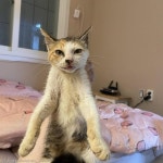 병 걸린 길냥이 데려와 폭풍 확대시킨 천사 집사..짜릿한 묘생역전