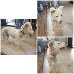 경기 화성 향남에서 강아지 발견 보호