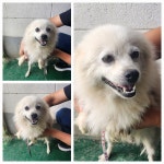 경기 남양주 화도읍에서  스피츠 발견 보호