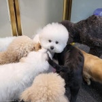 친구 만나러 유치원으로 전력질주하는 댕댕이 얘들아 내가 간댕!