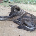 전남 장성 진원면에서 강아지 발견 보호