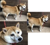 부산 연제 연민로14에서 시바 발견 보호