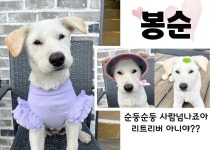 경북 포항시 남구 동해면 상정길에서 강아지 발견 보호