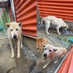 충남 당진시 송악읍 고대리에서 흰색 강아지 발견 보호