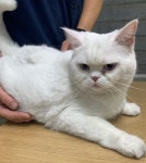 경기 부천 장말로362번길18에서 페르시안 고양이 발견 보호