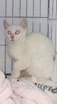 경기 하남 산곡로32에서 아메리칸 컬 고양이 발견 보호