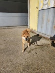 충북 충주 앙성면에서 시바 발견 보호