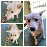 경기 남양주 오남읍에서 강아지 발견 보호