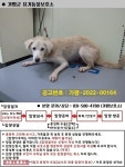 경기 가평 가평읍 알파문구에서 강아지 발견 보호