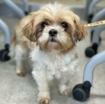 경북 경주 현곡면소현길39-15에서  시츄 발견 보호