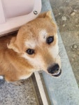 경북 구미 강동로에서 강아지 발견 보호
