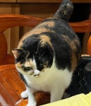 뚱냥이 왕 삐지게 만든 집사의 말..너 살 빼야 돼. 그만 먹어