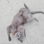 길냥이가 캠핑장 마스코트된 사연