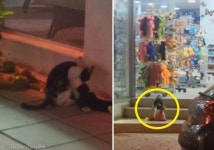 쇼핑센터 인형 털고 또 턴 상습범 고양이..`귀여워서 재범 눈감아`