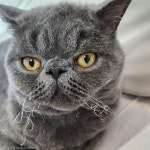 고양이 수염이 타서 꼬부랑됐는데...