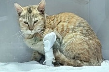 경남 밀양 삼문동에서  한국 고양이 발견 보호