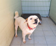 경북 포항시 흥해읍 이인리에서 아이보리황색 강아지 발견 보호