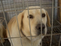 경기 오산 성호대로141에서  골든 리트리버 발견 보호