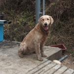 경북 문경 산북이곡에서  골든 리트리버 발견 보호