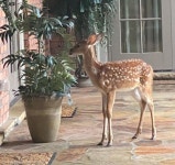 안부 인사 온 사슴?..키워준 부부에게 1년 후 찾아온 고아 사슴